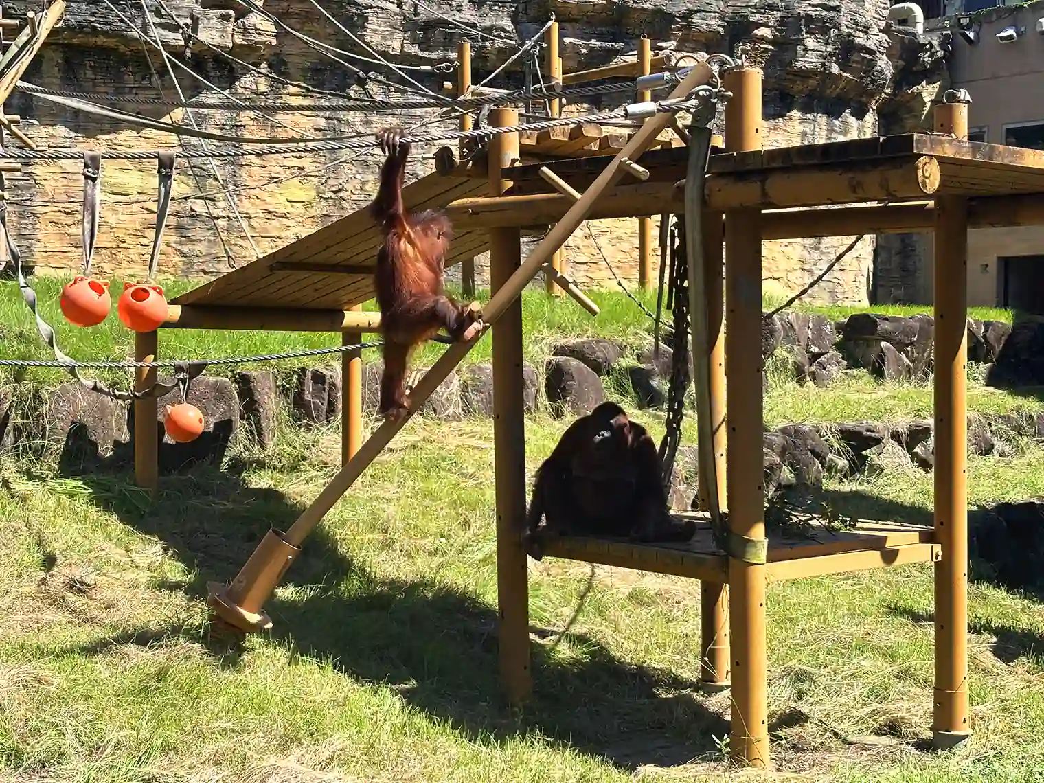 ボルネオオランウータン