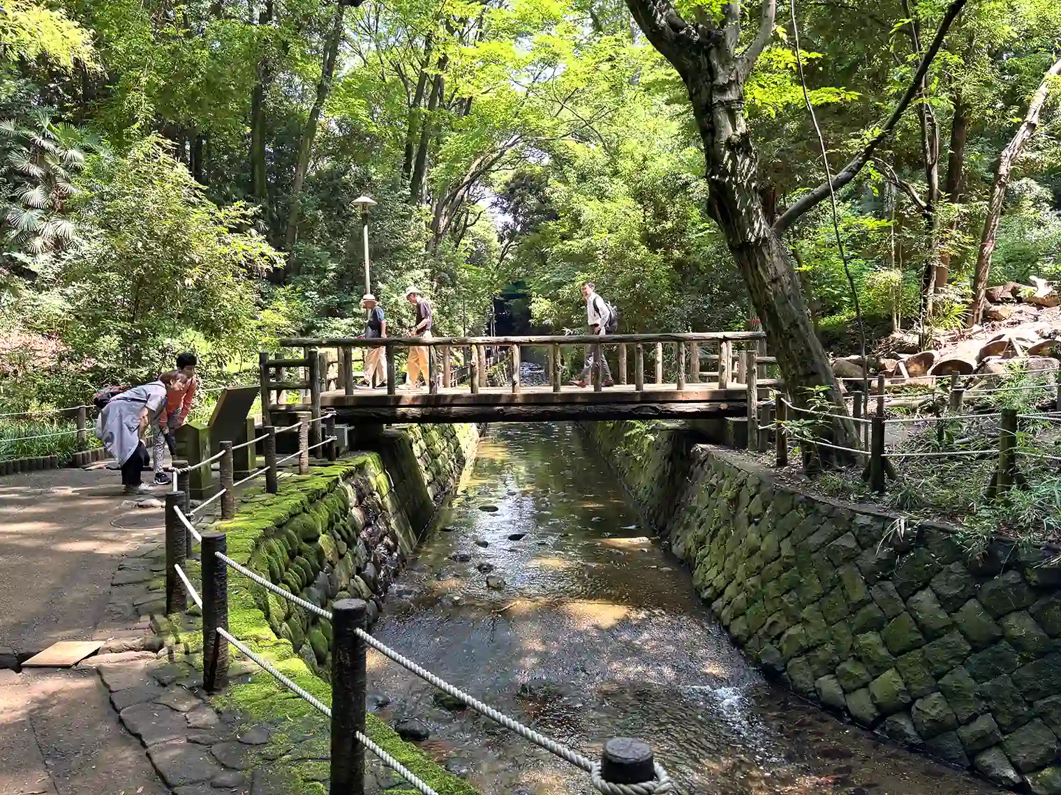 谷沢川に架かる木橋