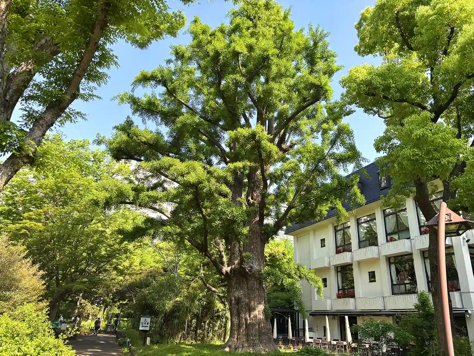 首かけイチョウと松本楼