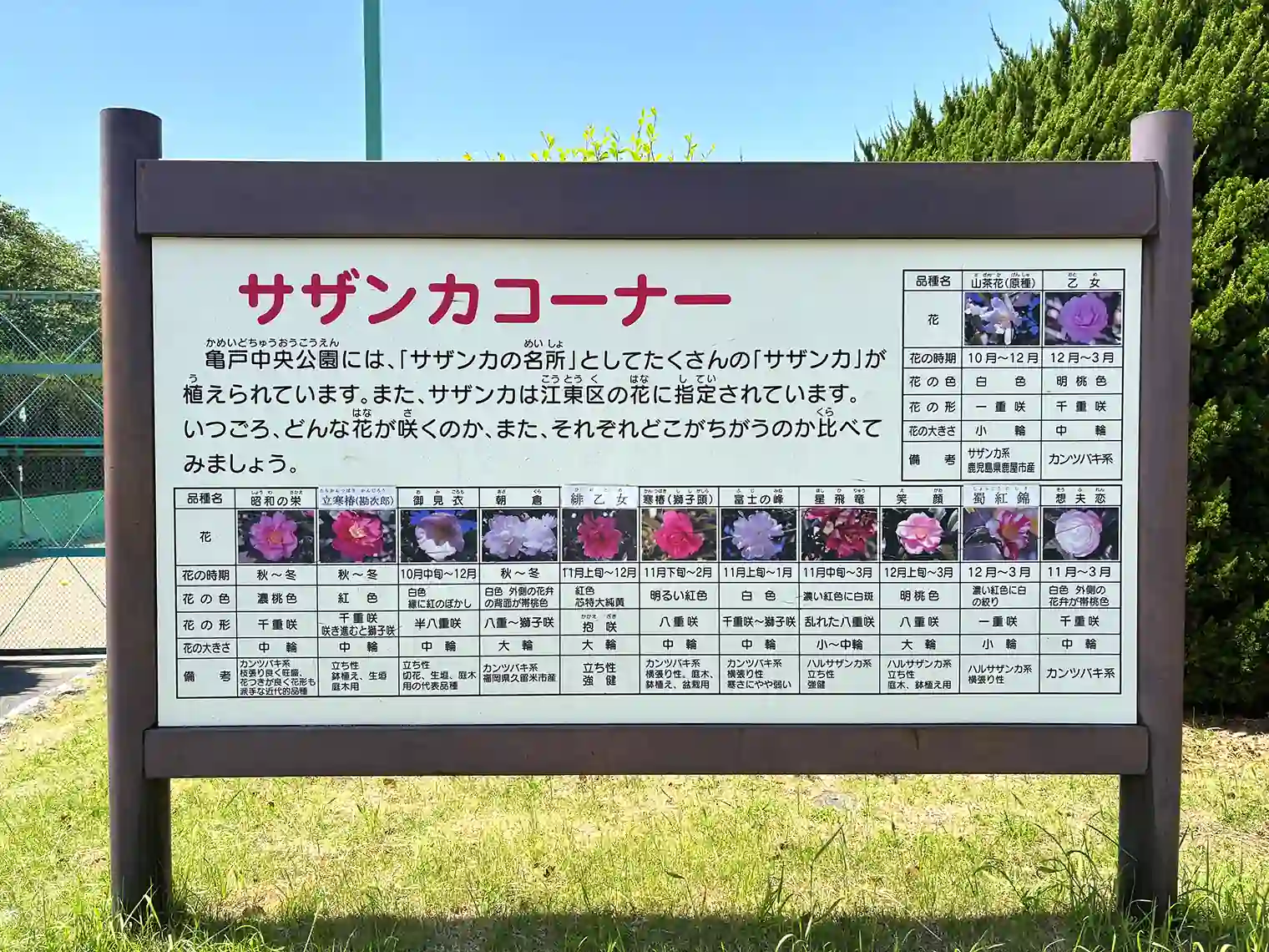 サザンカコーナー（C地区）