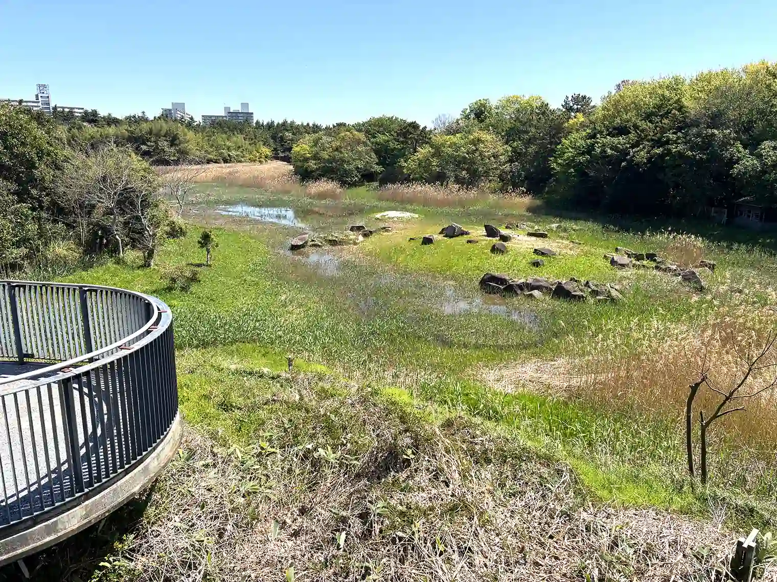 鳥類園ウォッチングセンターから見る下の池（汽水池）