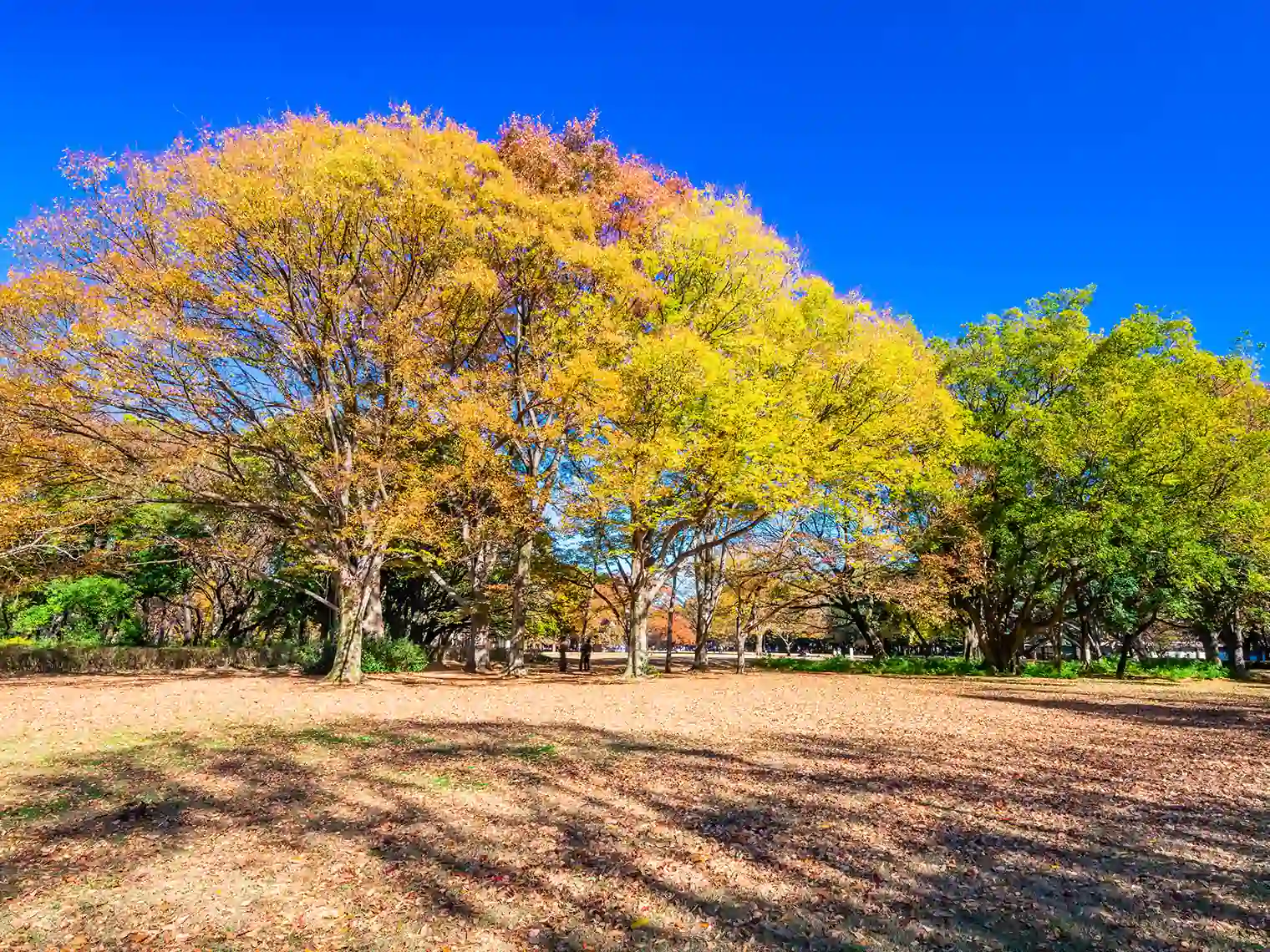 砧公園の紅葉［PIXTA画像］