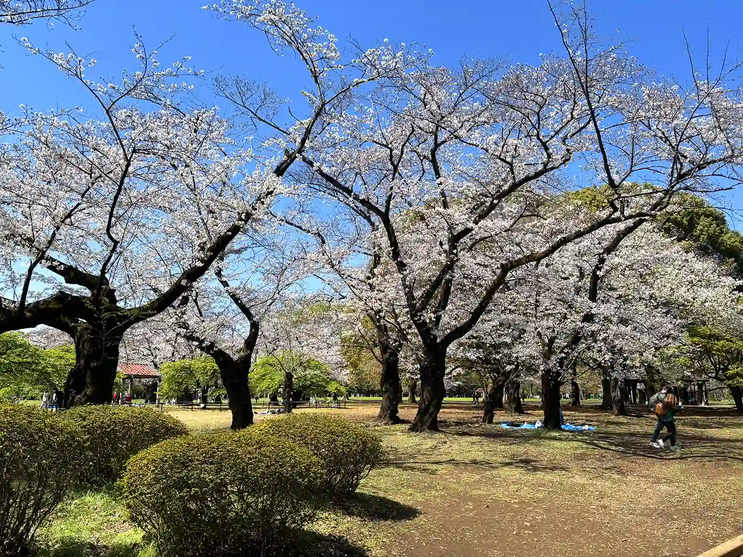 中央広場のサクラ