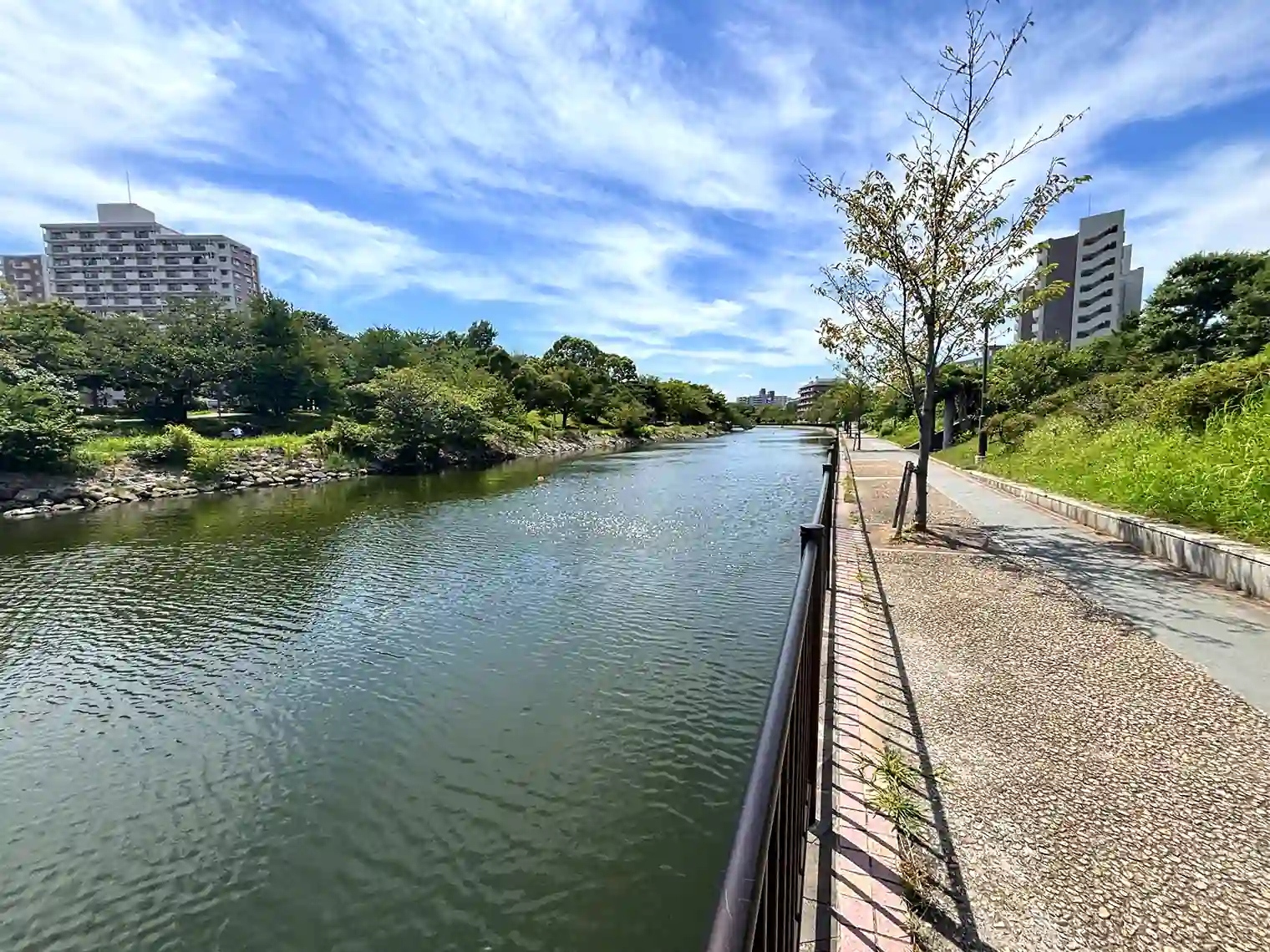 新左近川と遊歩道