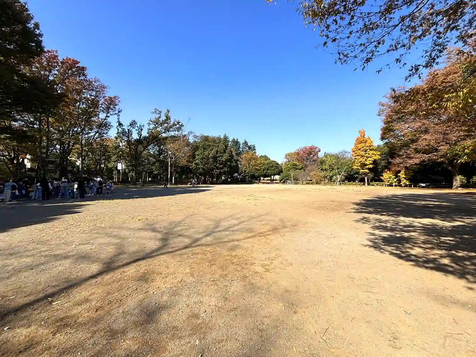 さくら広場