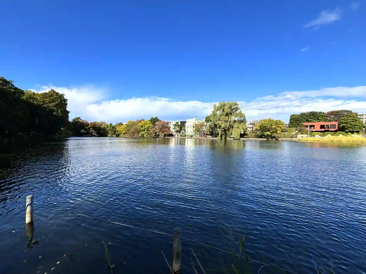 石神井池