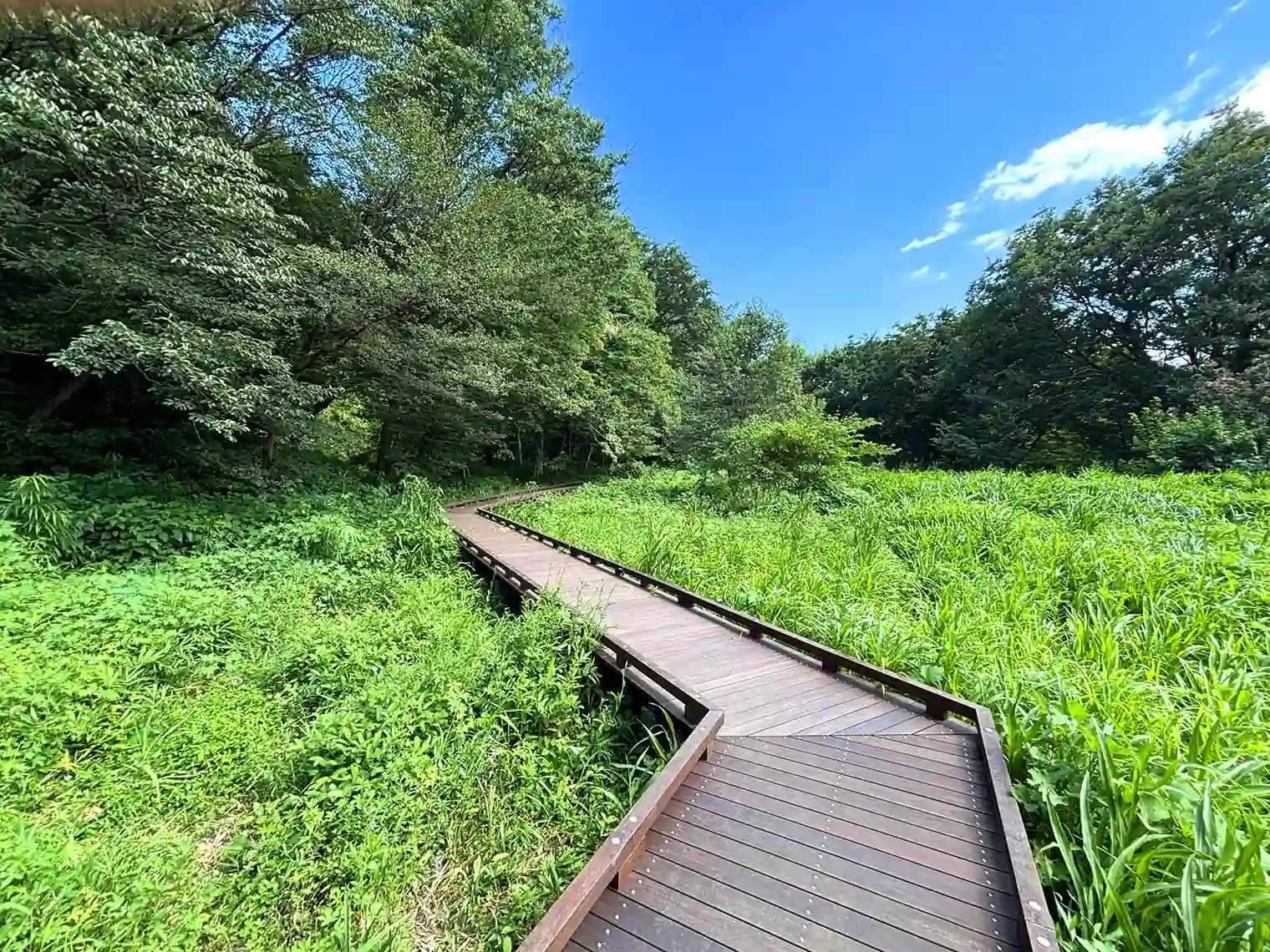 自然観察園の木製遊歩道