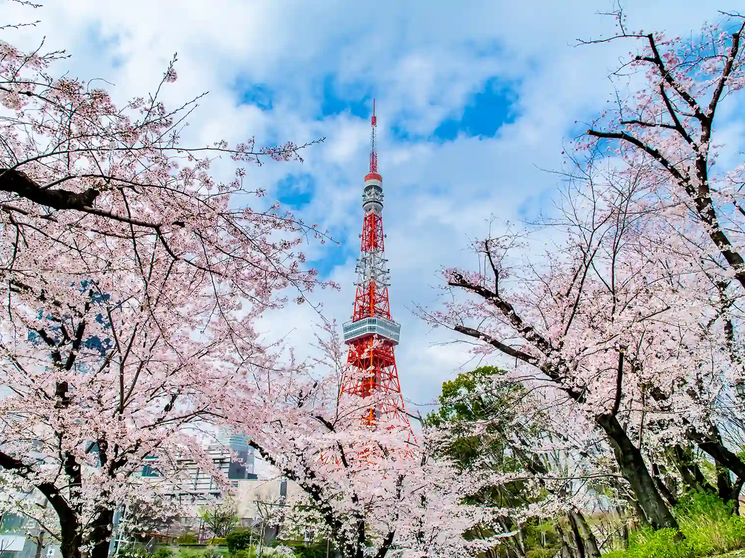 東京タワーと桜［PIXTA画像］