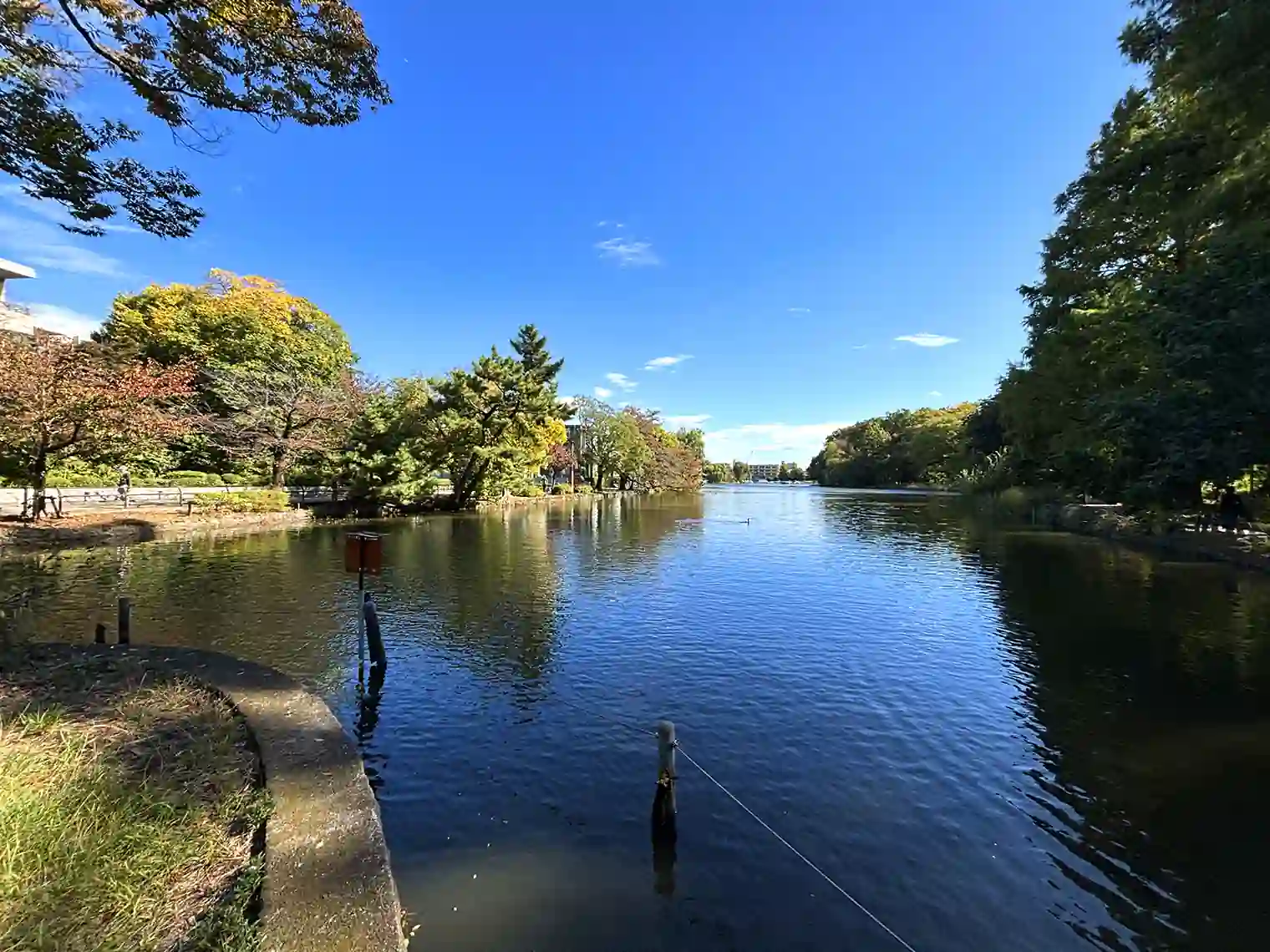 中の島から見る石神井池