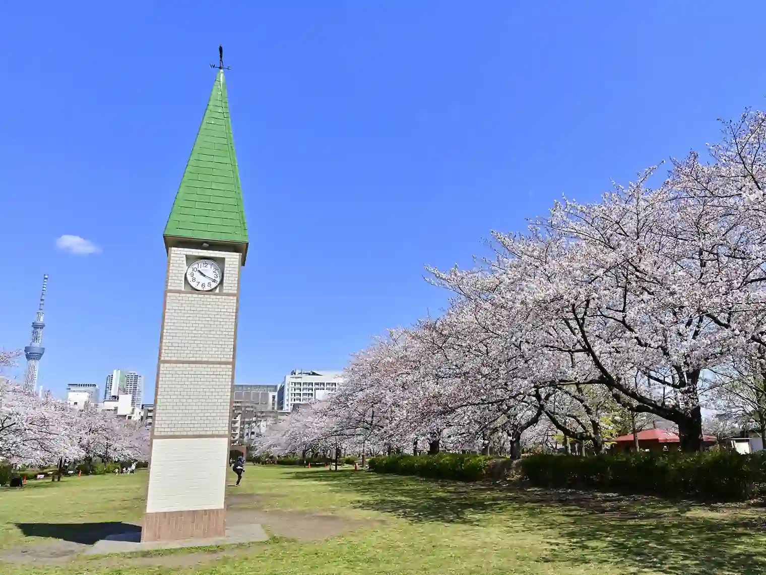 統計塔とスカイツリーと桜［PIXTA画像］