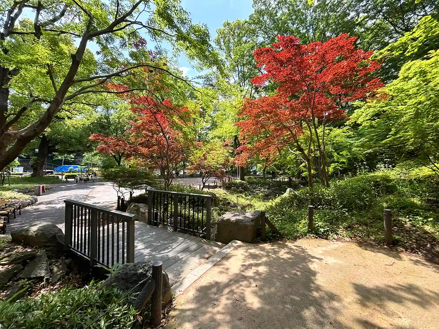 もみじ谷（19号地）