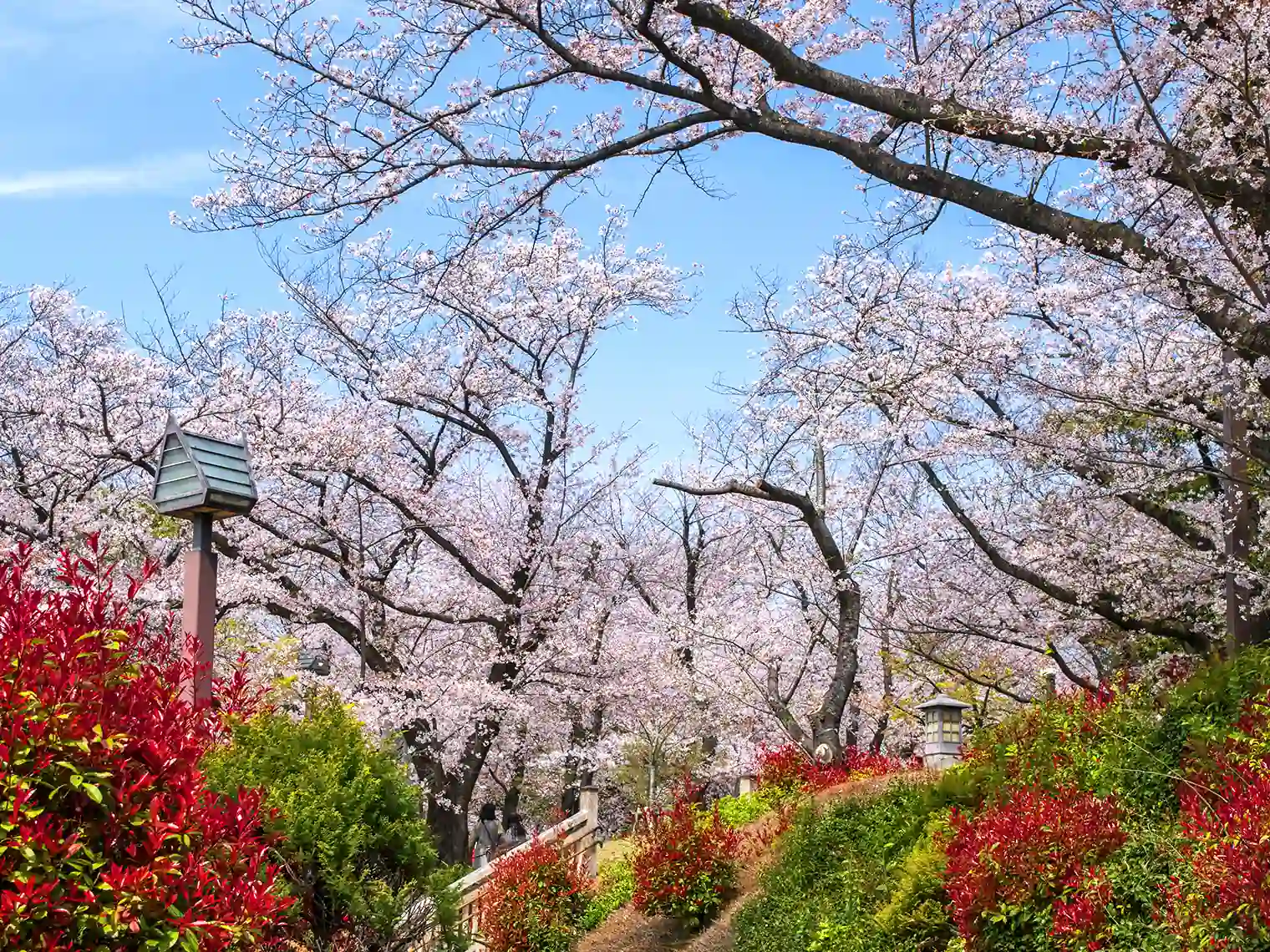飛鳥山公園の桜［PIXTA画像］