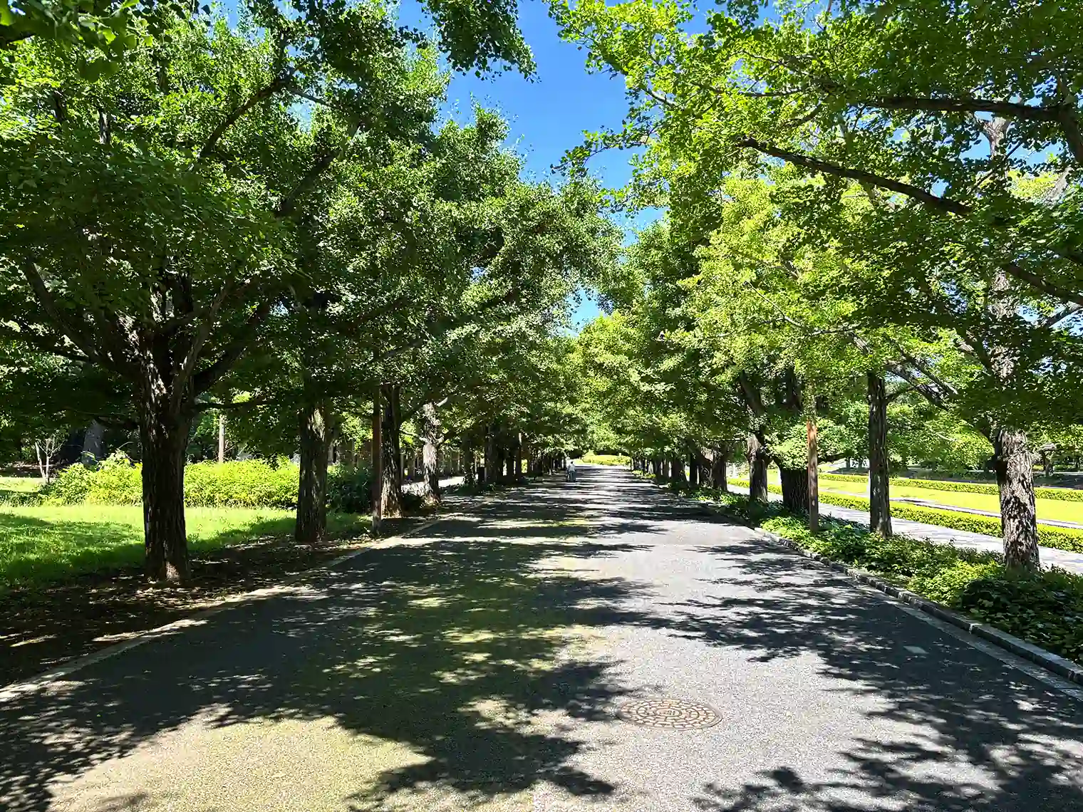 カナール横のイチョウ並木