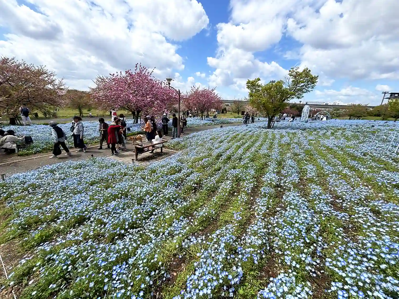 ネモフィラ花壇（B地区）