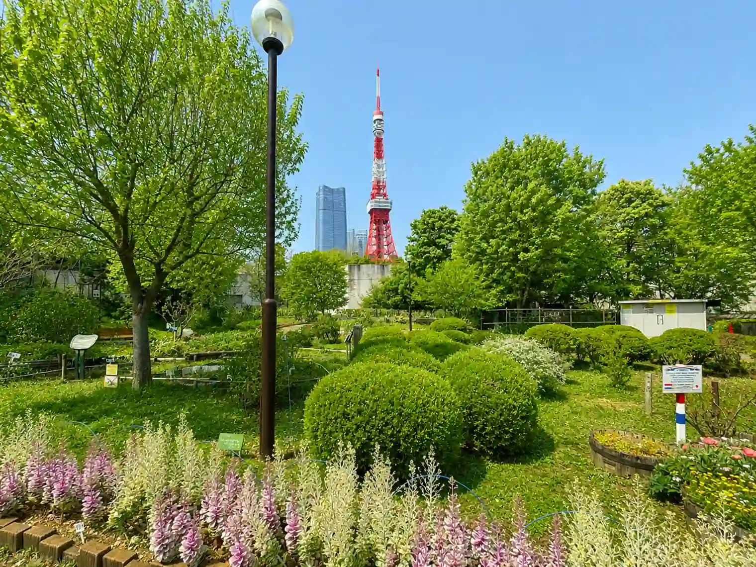 花壇と東京タワー（1号地）