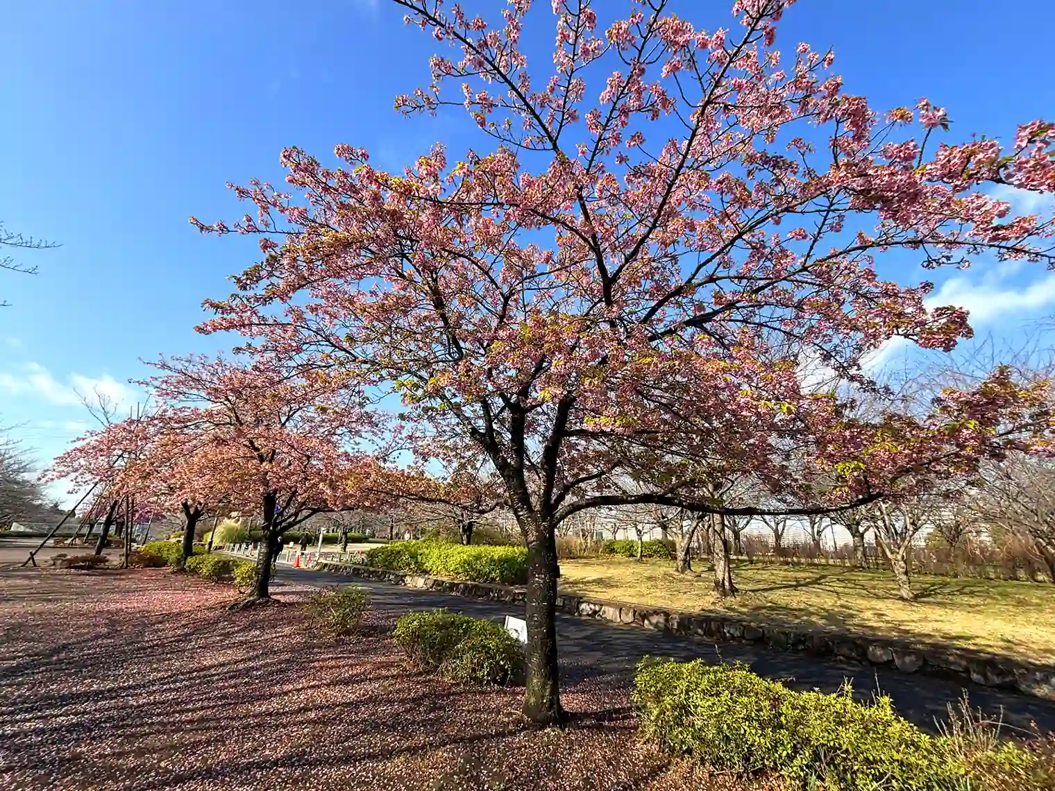小松川千本桜の通り（自由の広場エリア）