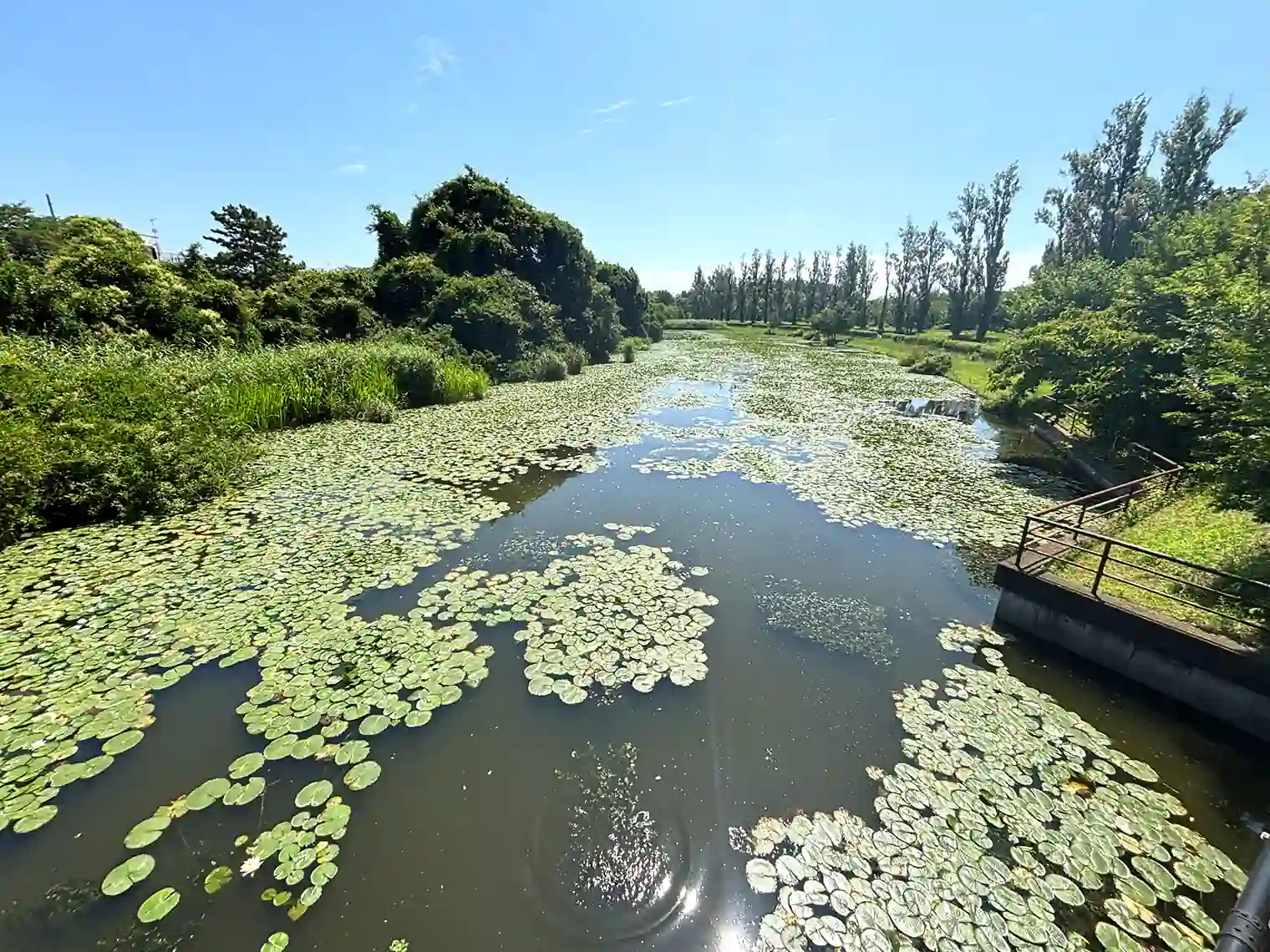 大場川