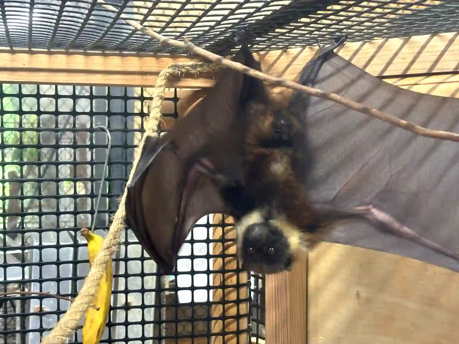 動物園（本園）オオコウモリ