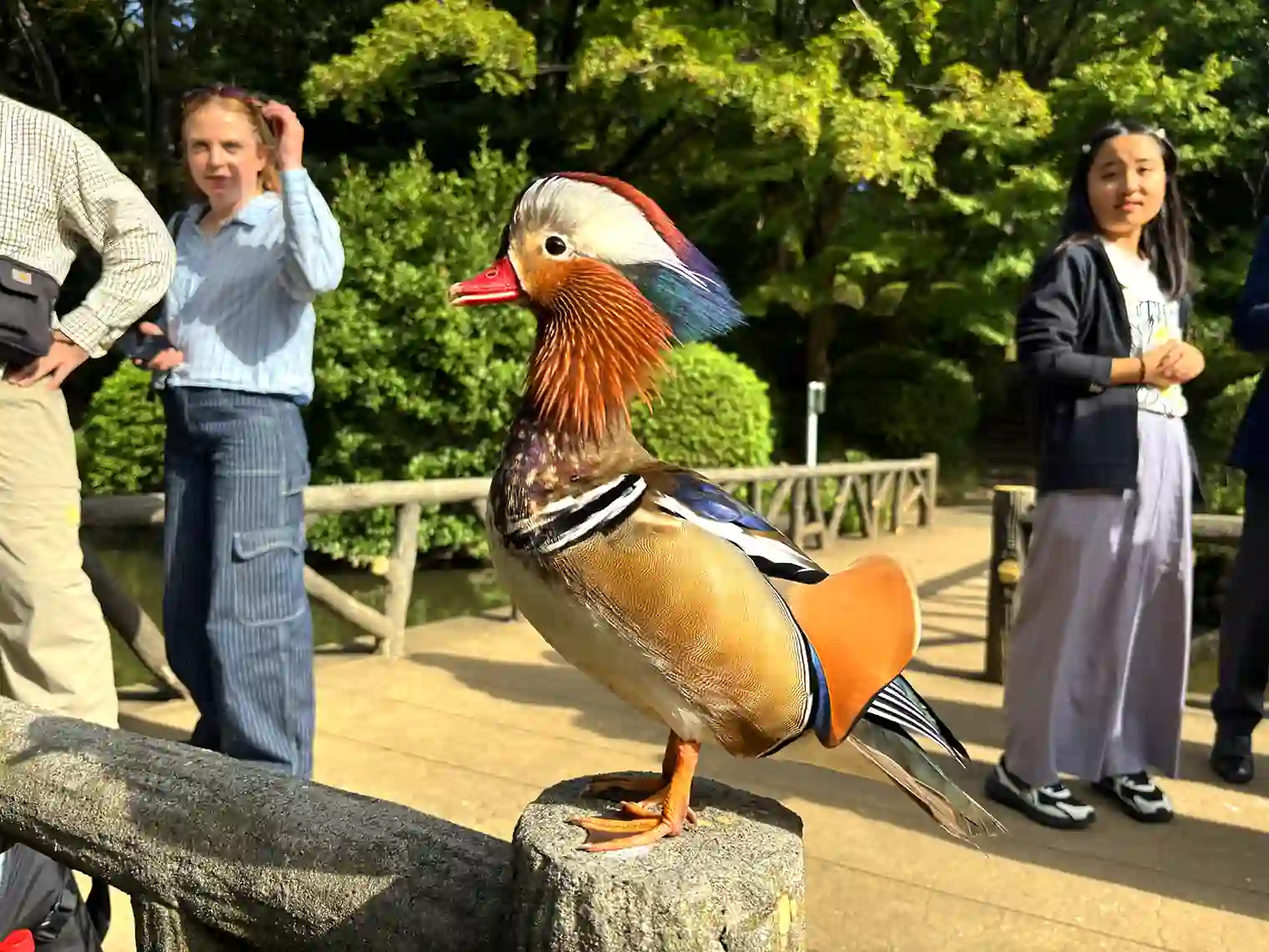 人懐っこいオシドリ