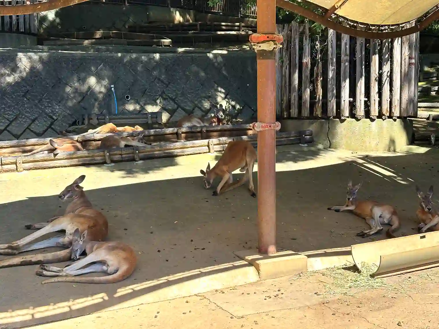 アカカンガルー