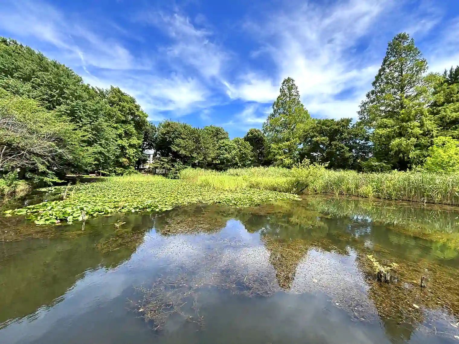 善福寺池（下の池）