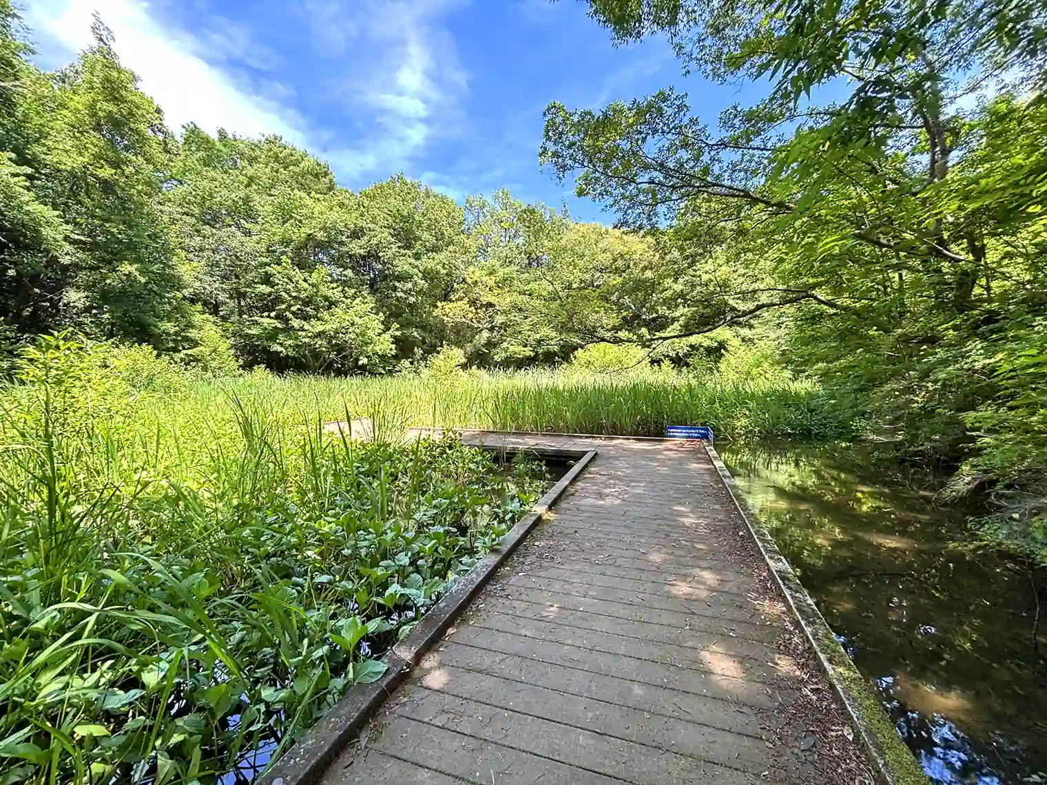 トンボの湿地