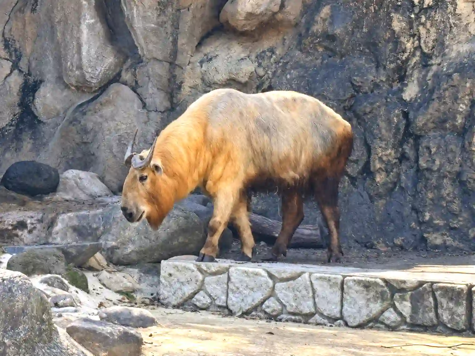 ターキン