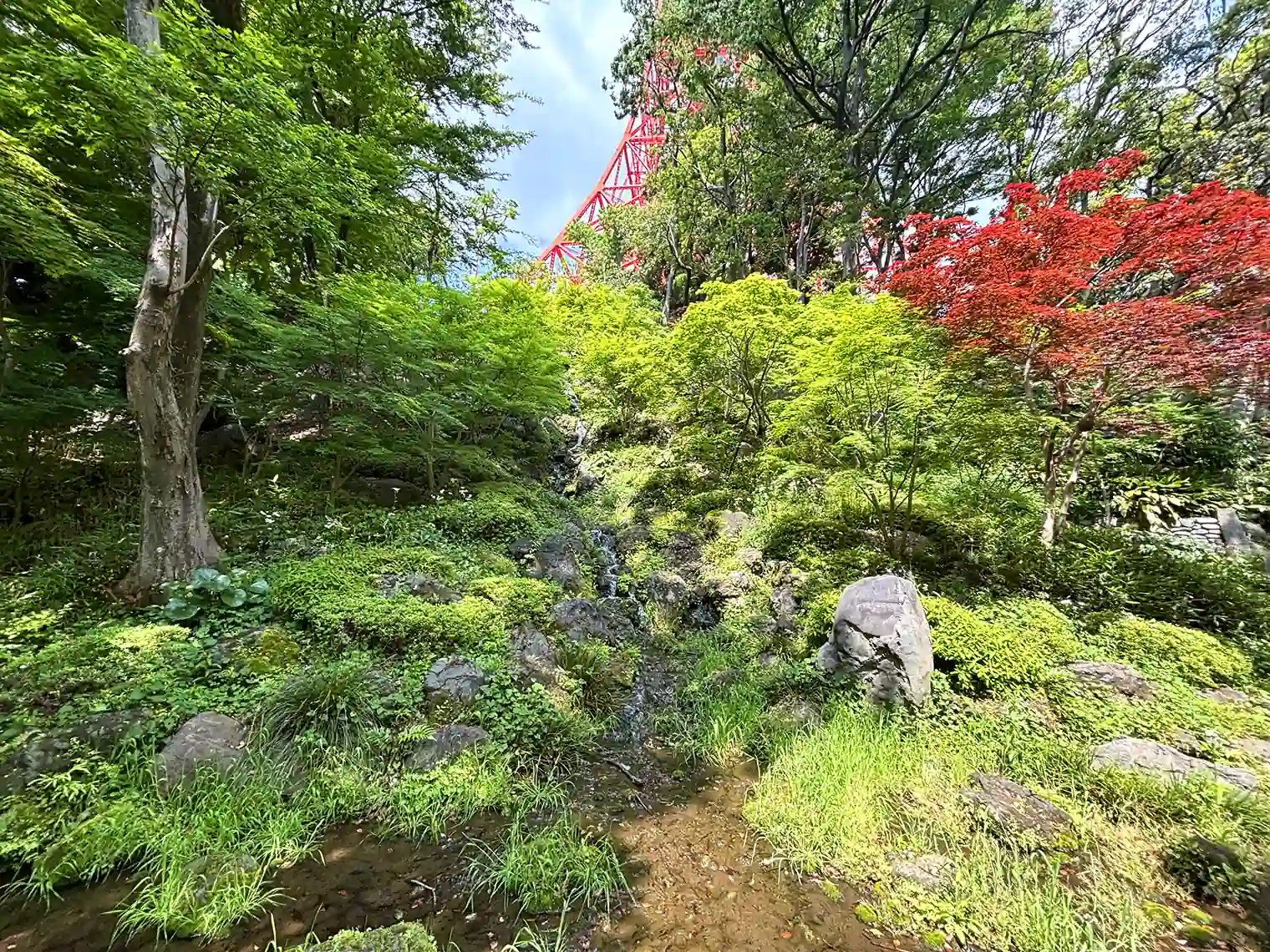 もみじ谷（19号地）