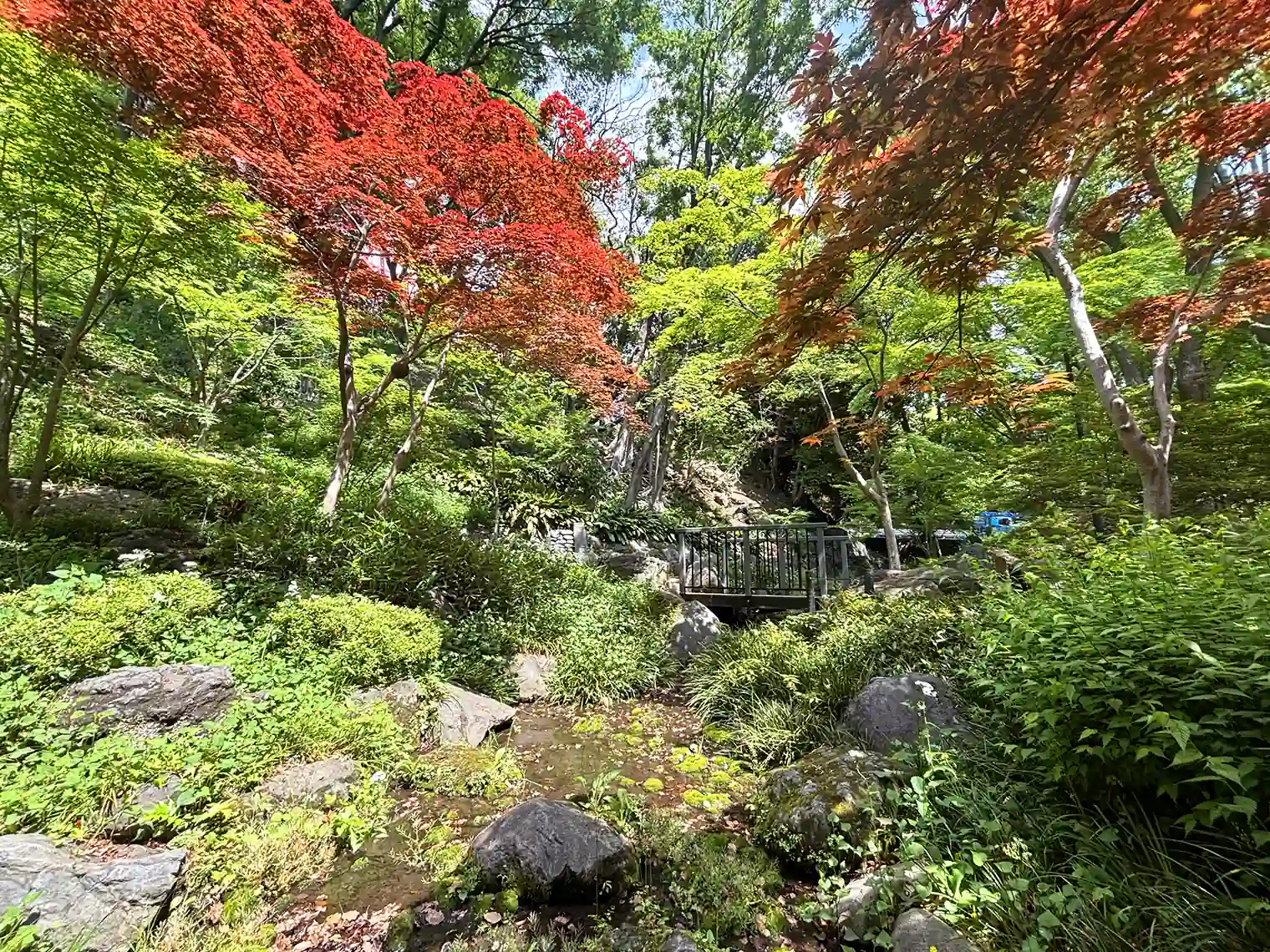 もみじ谷（19号地）