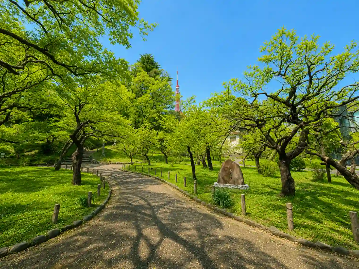 梅園（1号地）