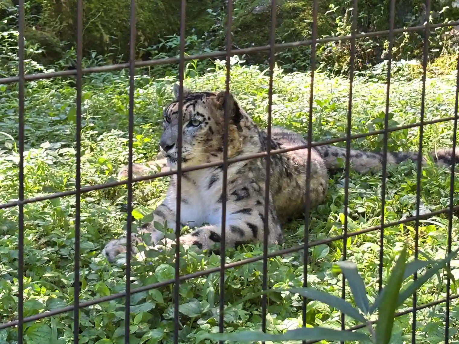 ユキヒョウ