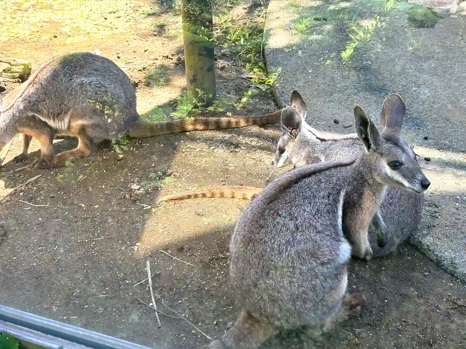シマオイワワラビー