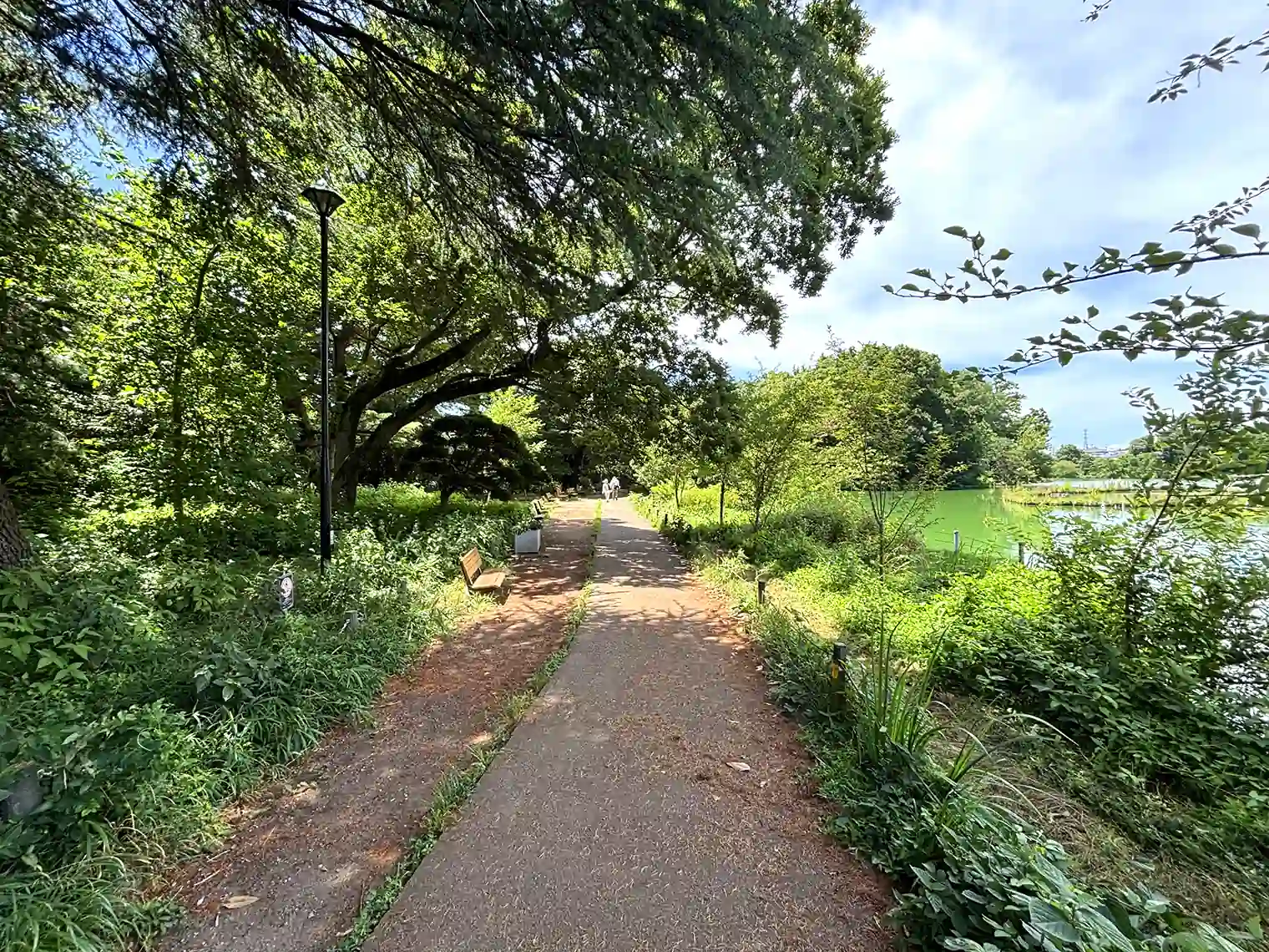 善福寺池（上の池）を囲む遊歩道