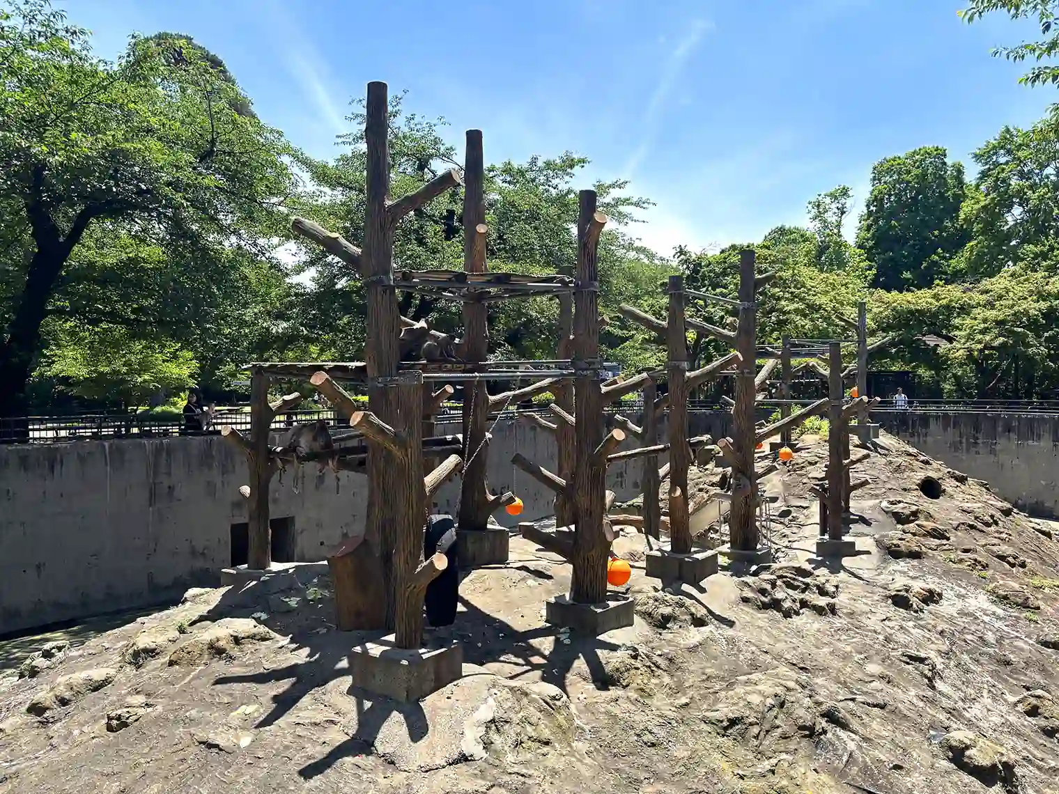 動物園（本園）のアカゲザル