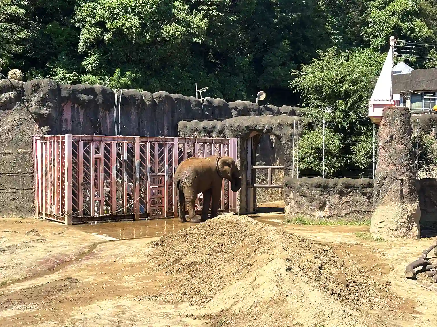 アフリカゾウ