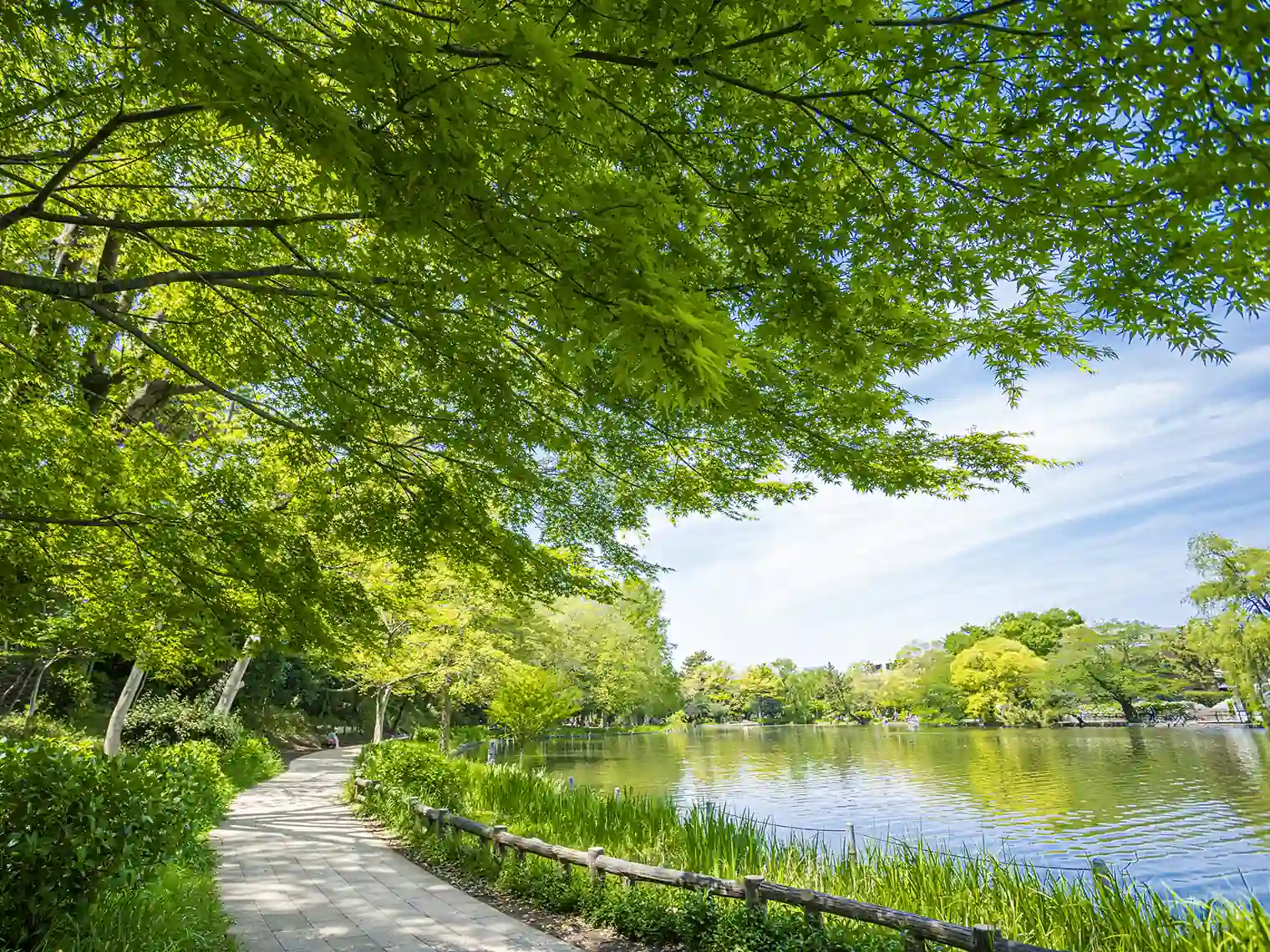 石神井池沿いの遊歩道［PIXTA画像］