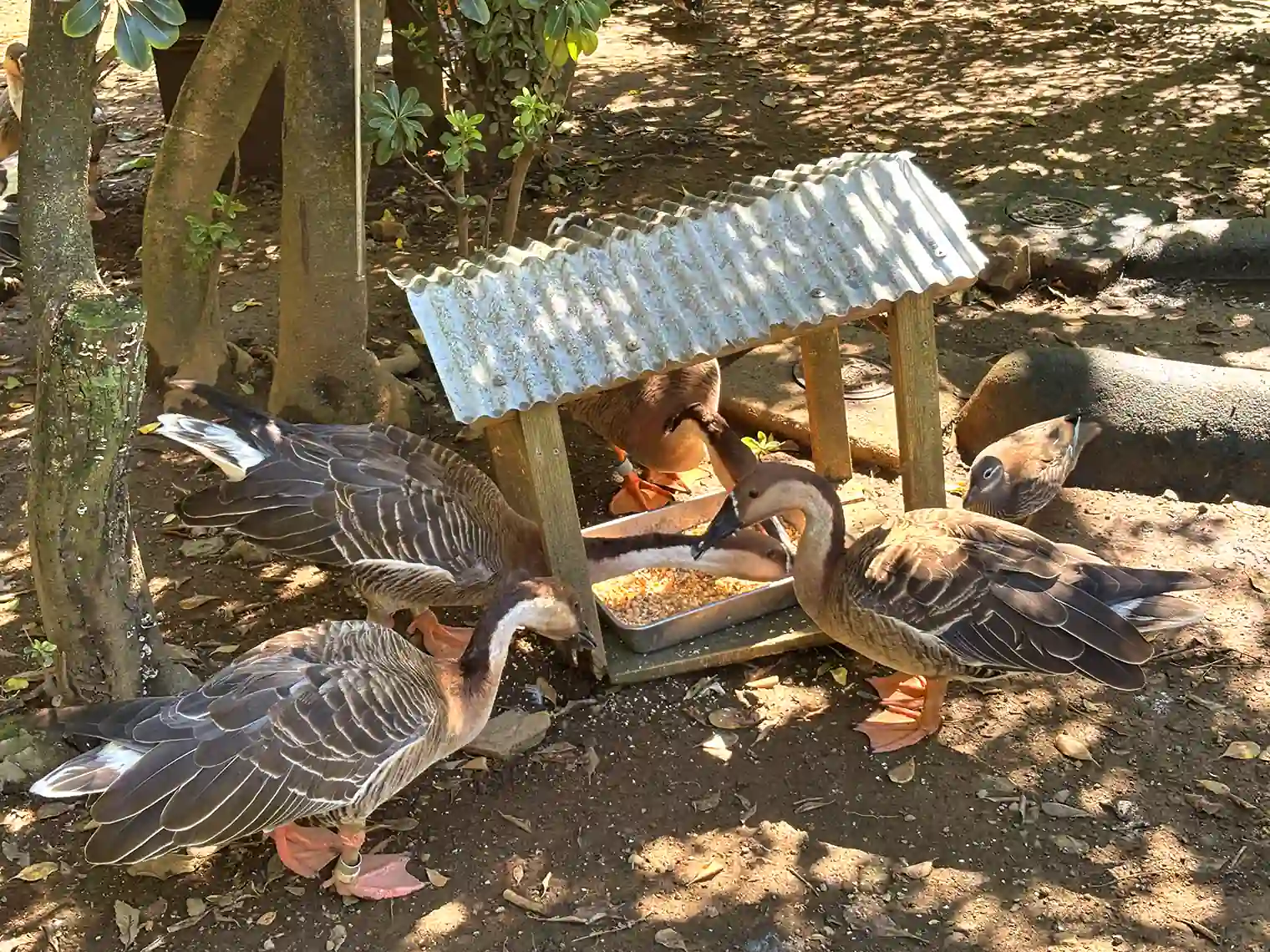 サカツラガン
