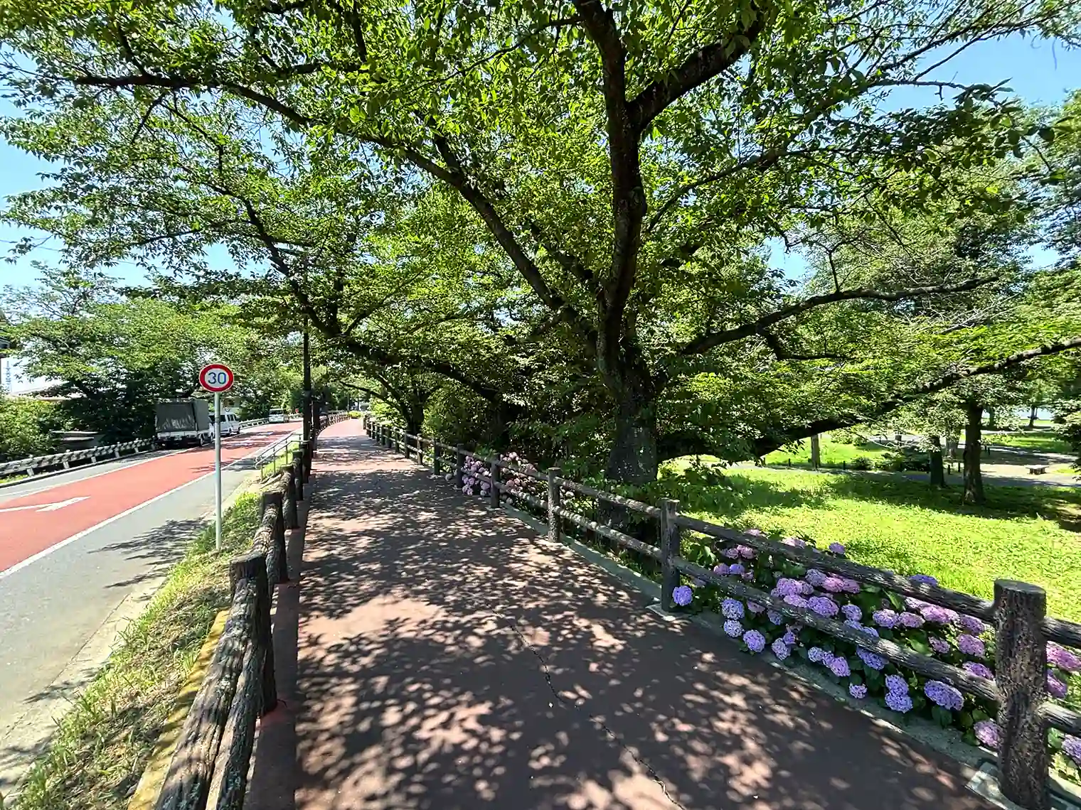 水元さくら堤（桜土手）