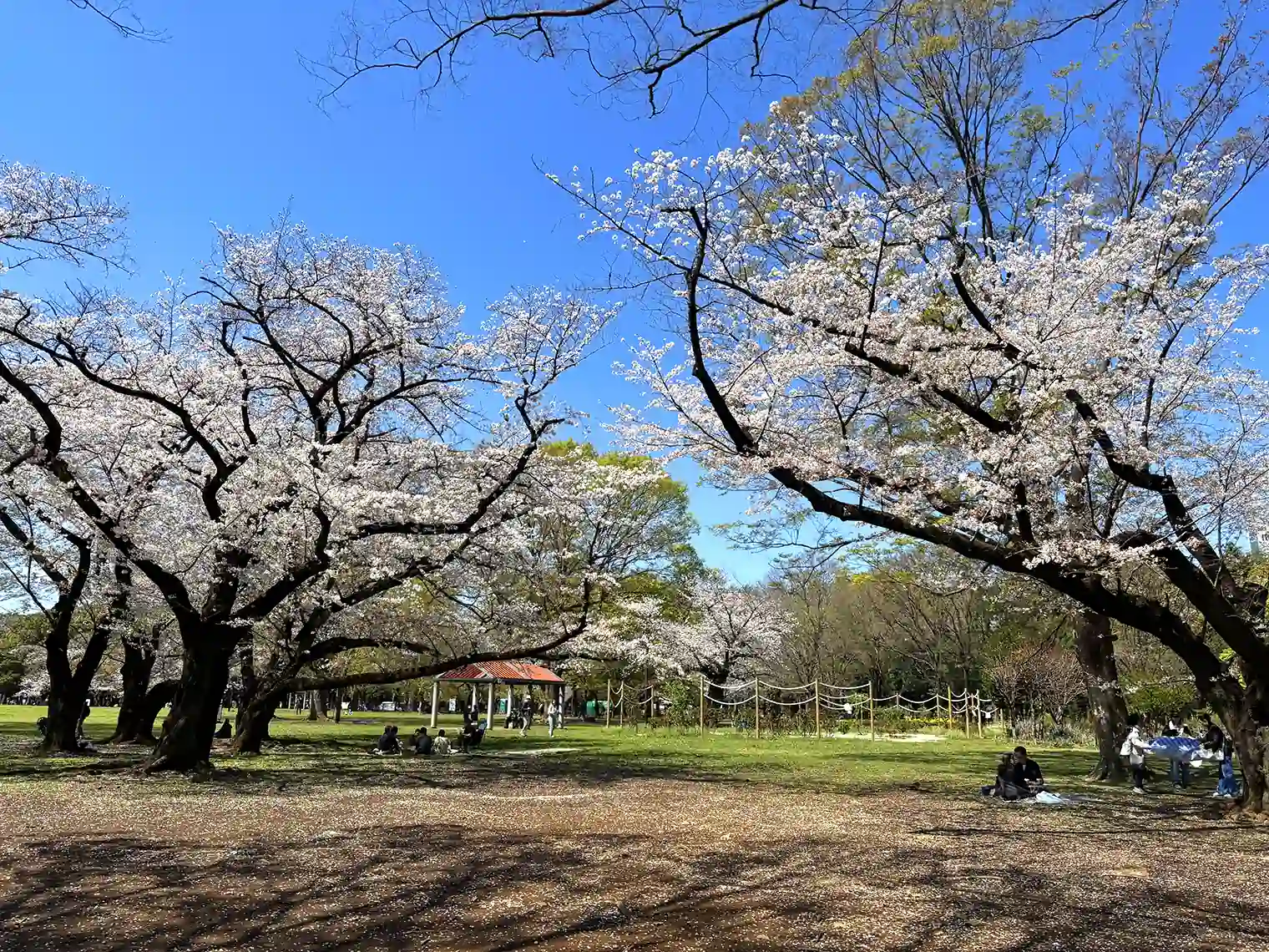 中央広場のサクラ