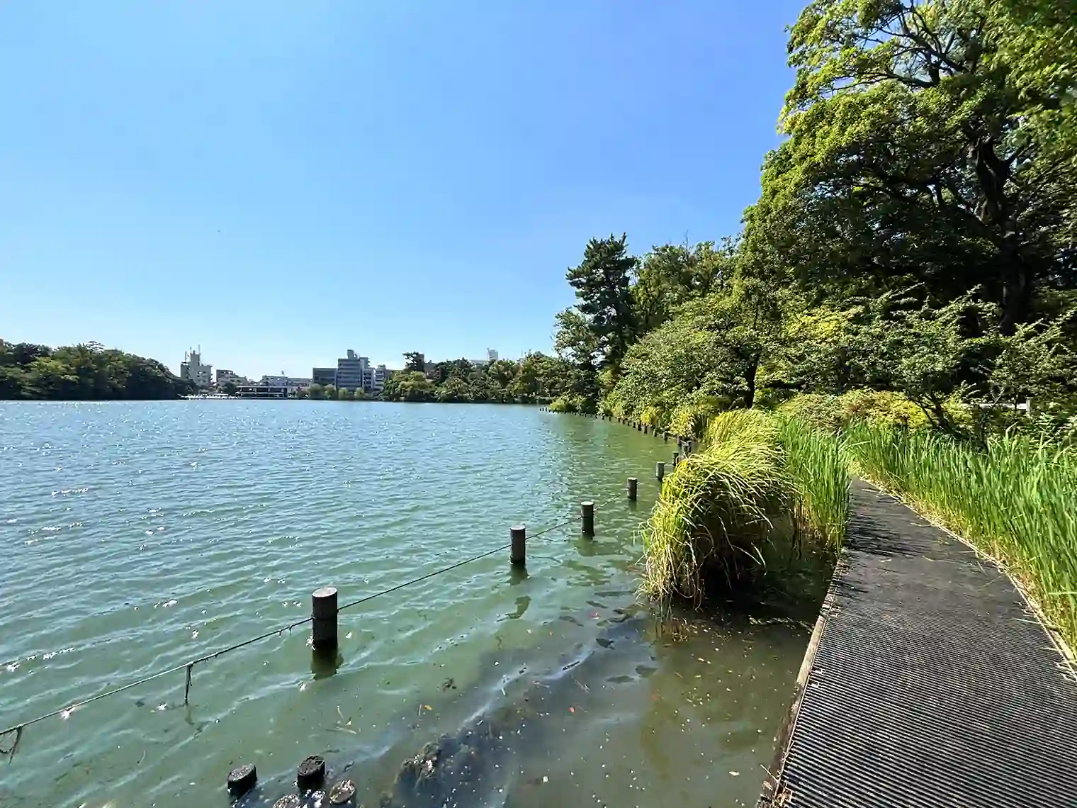 池畔の園路