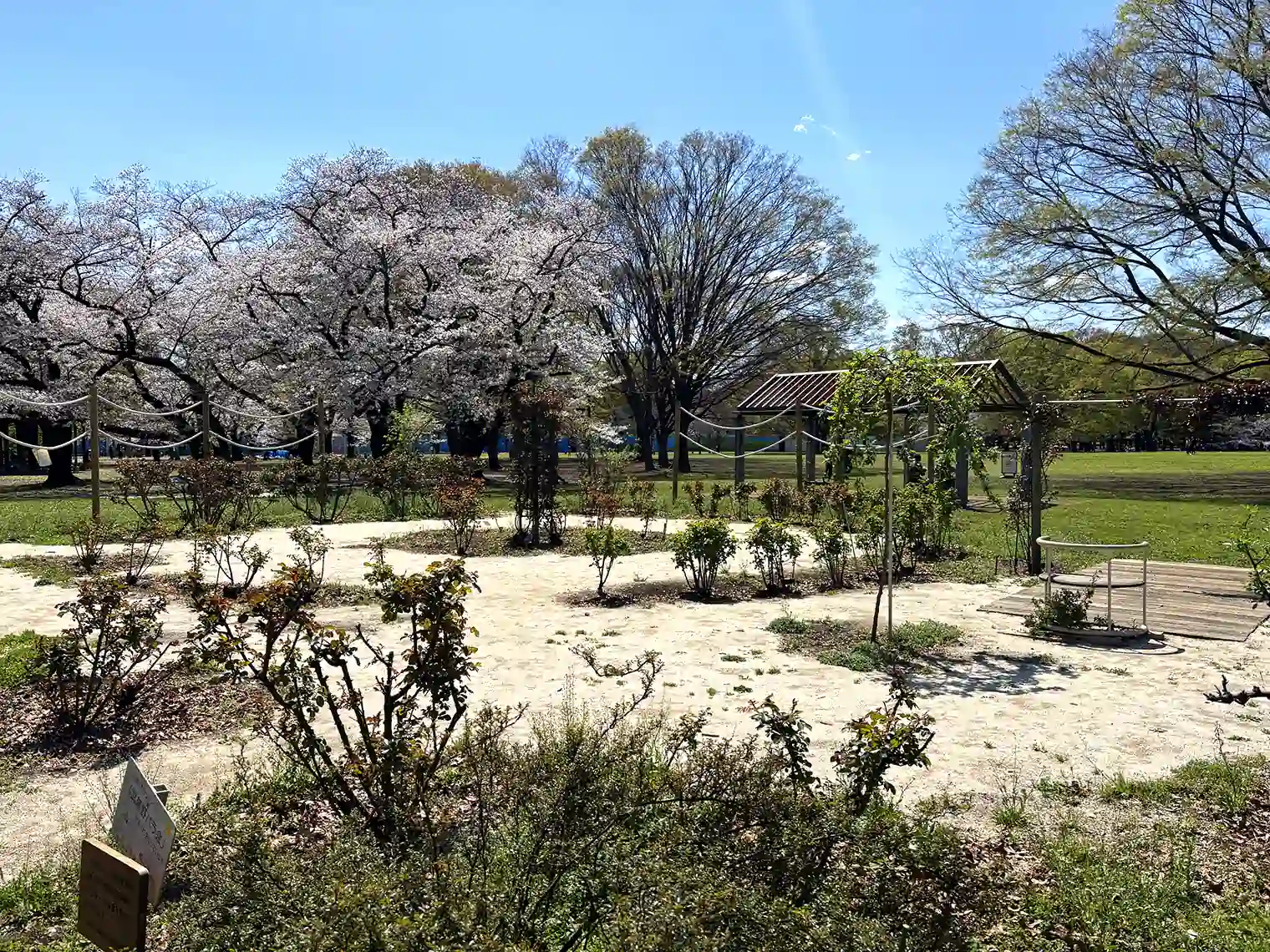 バラの園