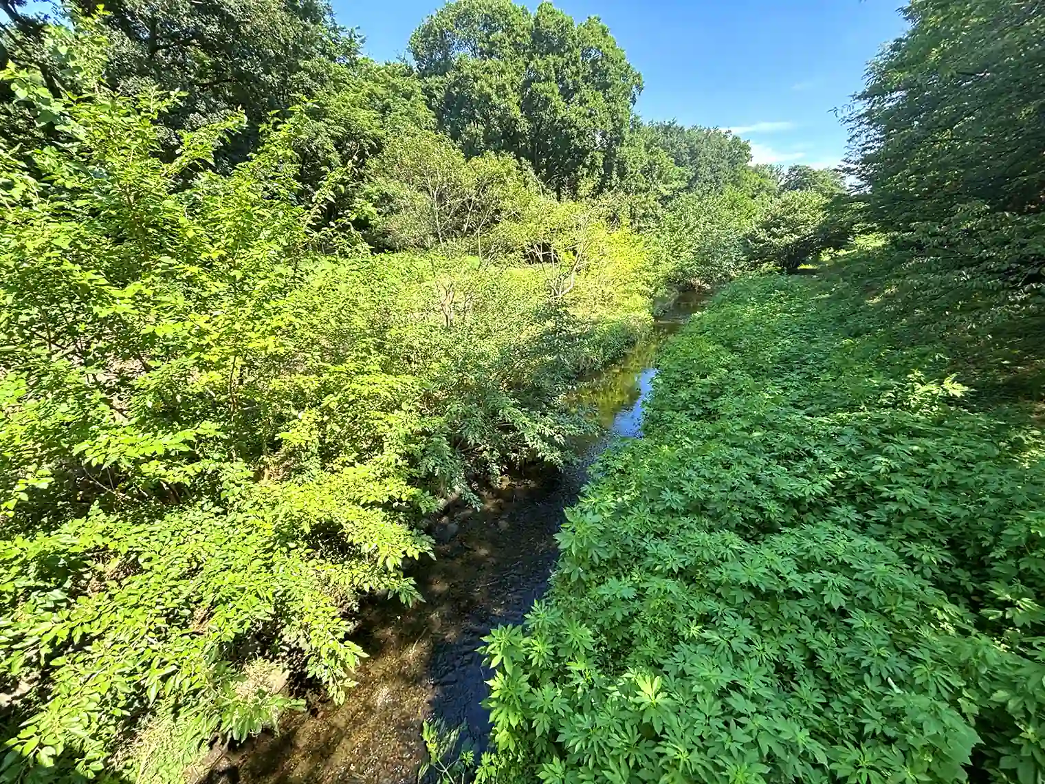 野川