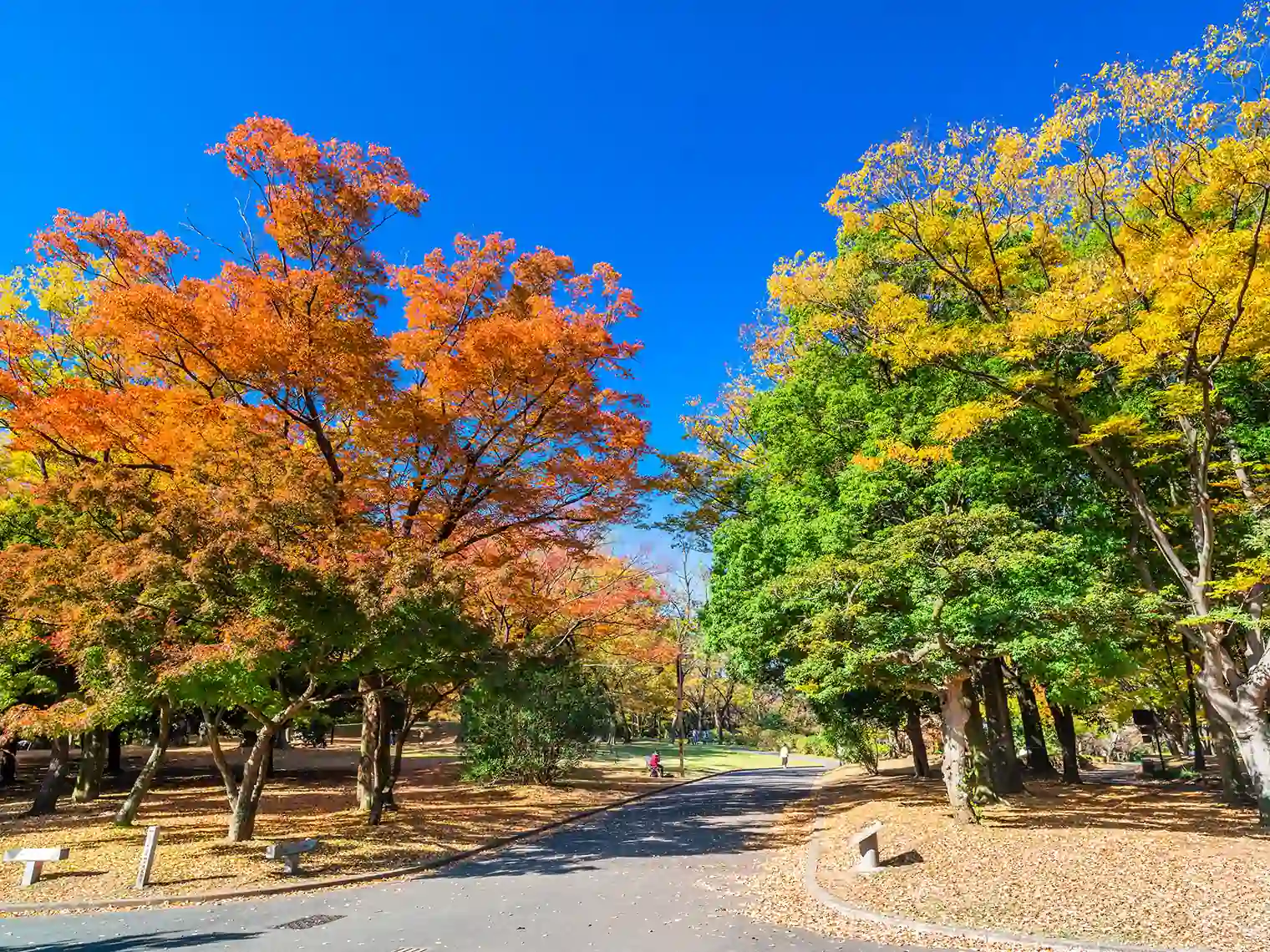紅葉と遊歩道［PIXTA画像］