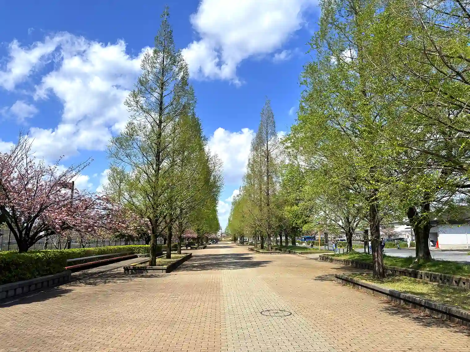 メタセコイア並木（A地区）