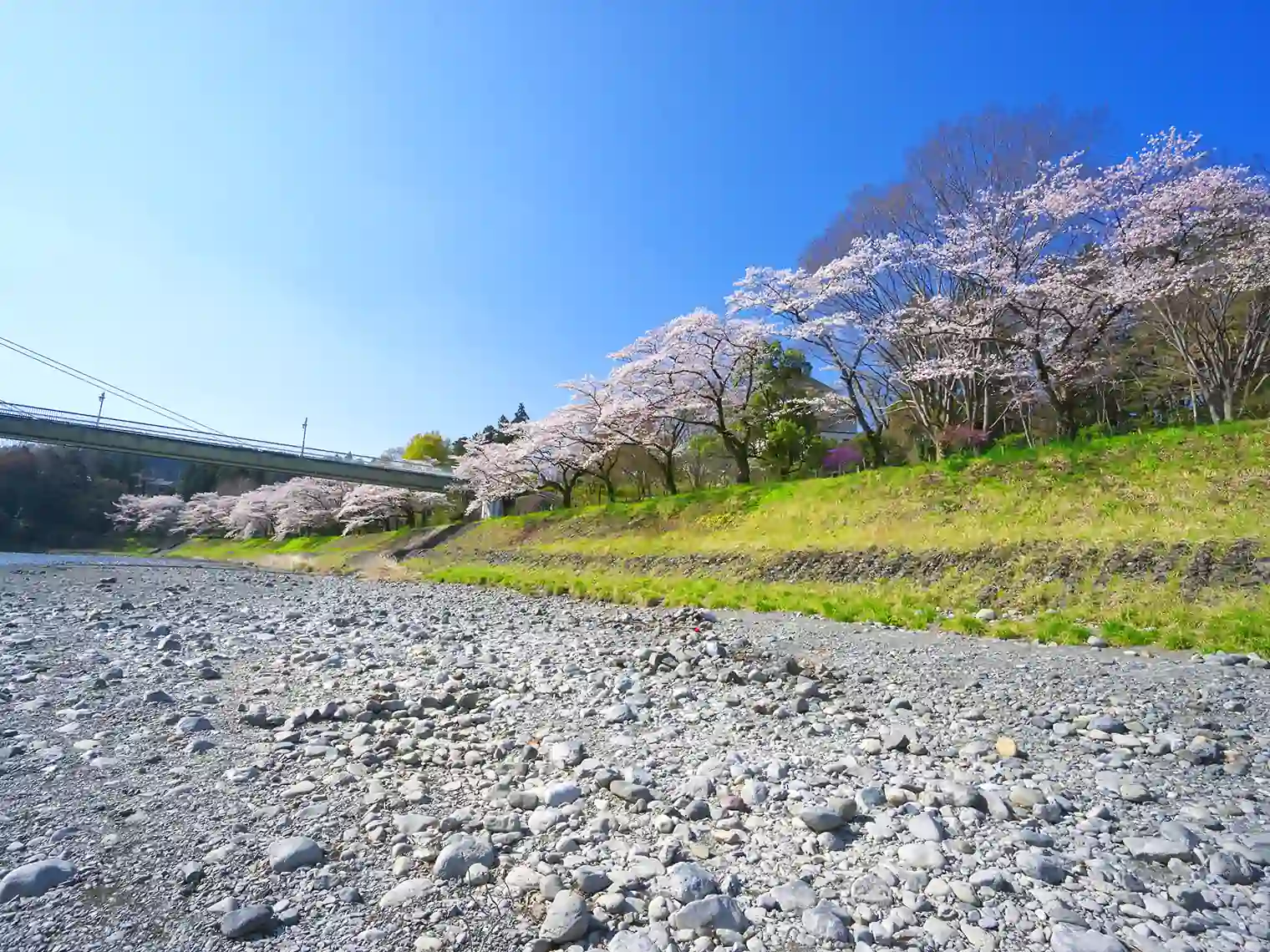 河原と桜［PIXTA画像］