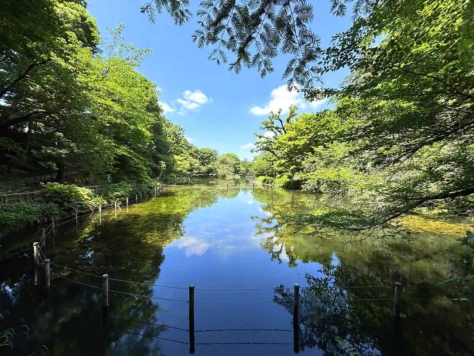 井の頭池