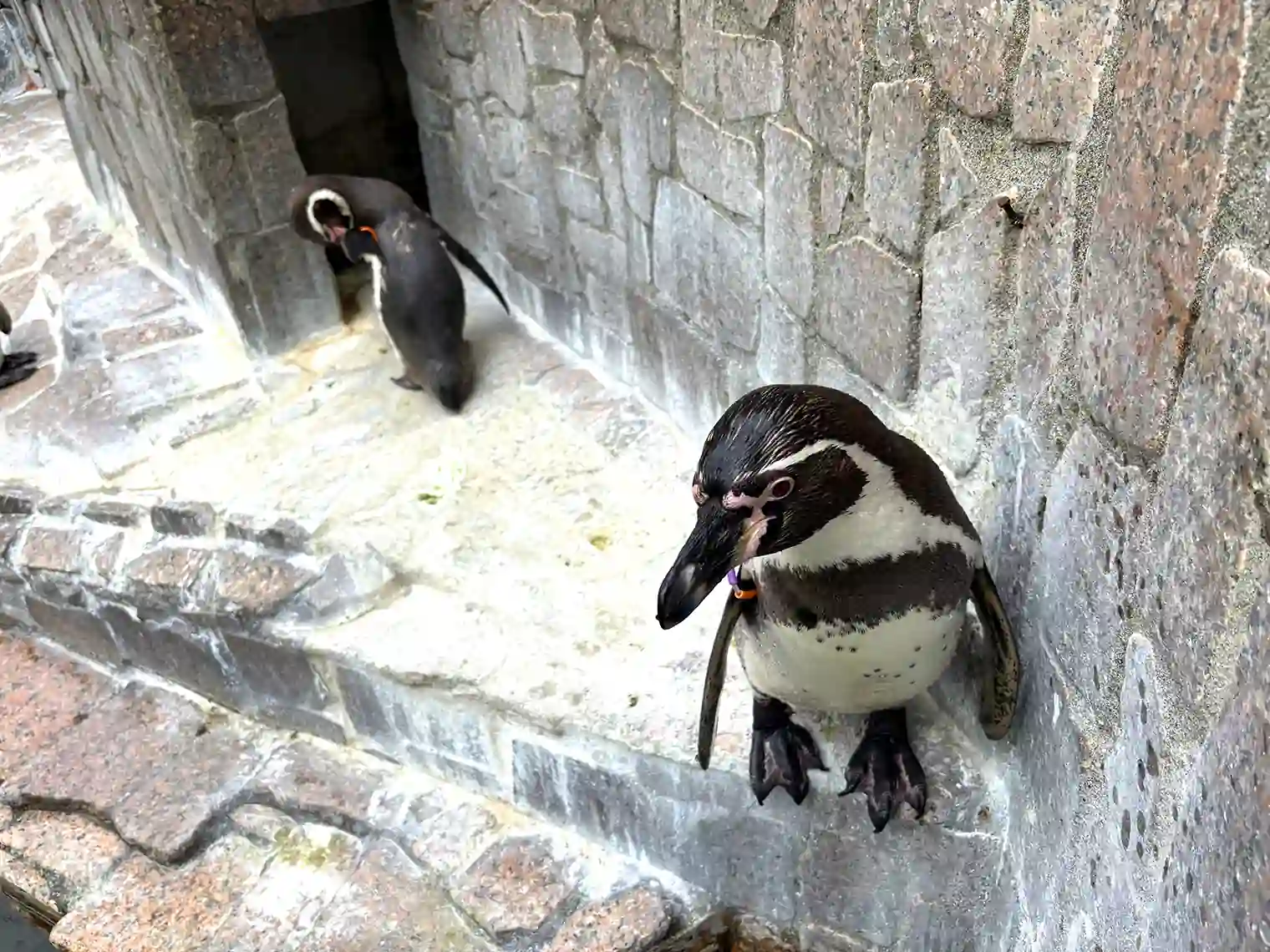 フンボルトペンギン