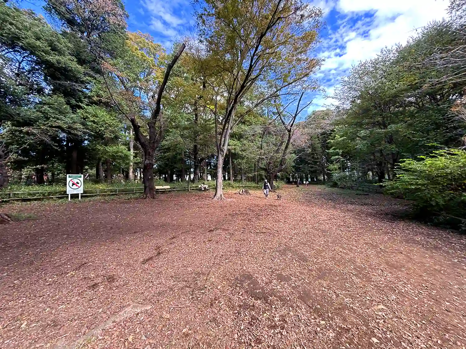 さくら広場
