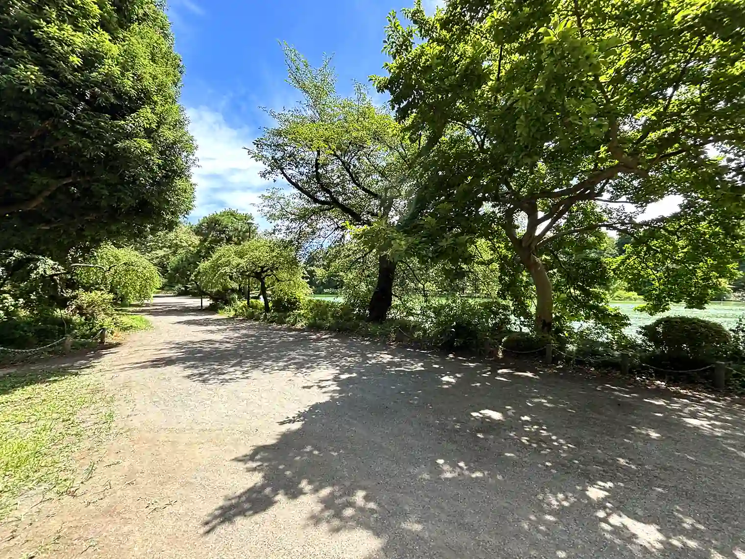 善福寺池（上の池）を囲む遊歩道