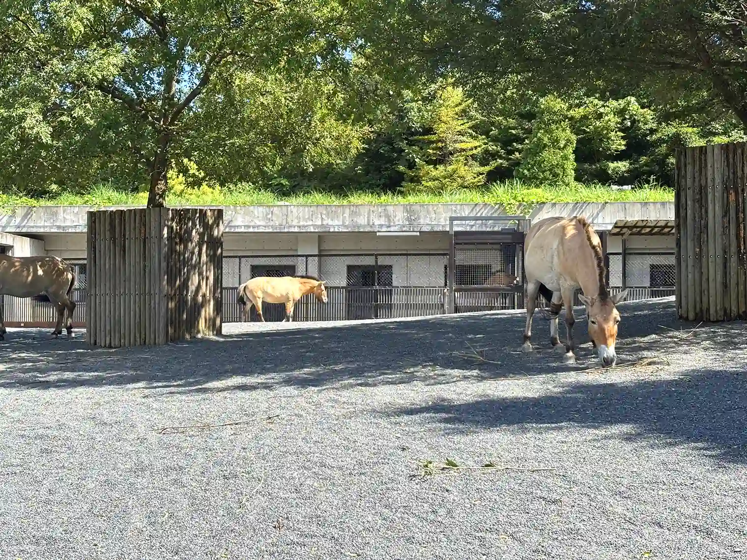 モウコノウメマ